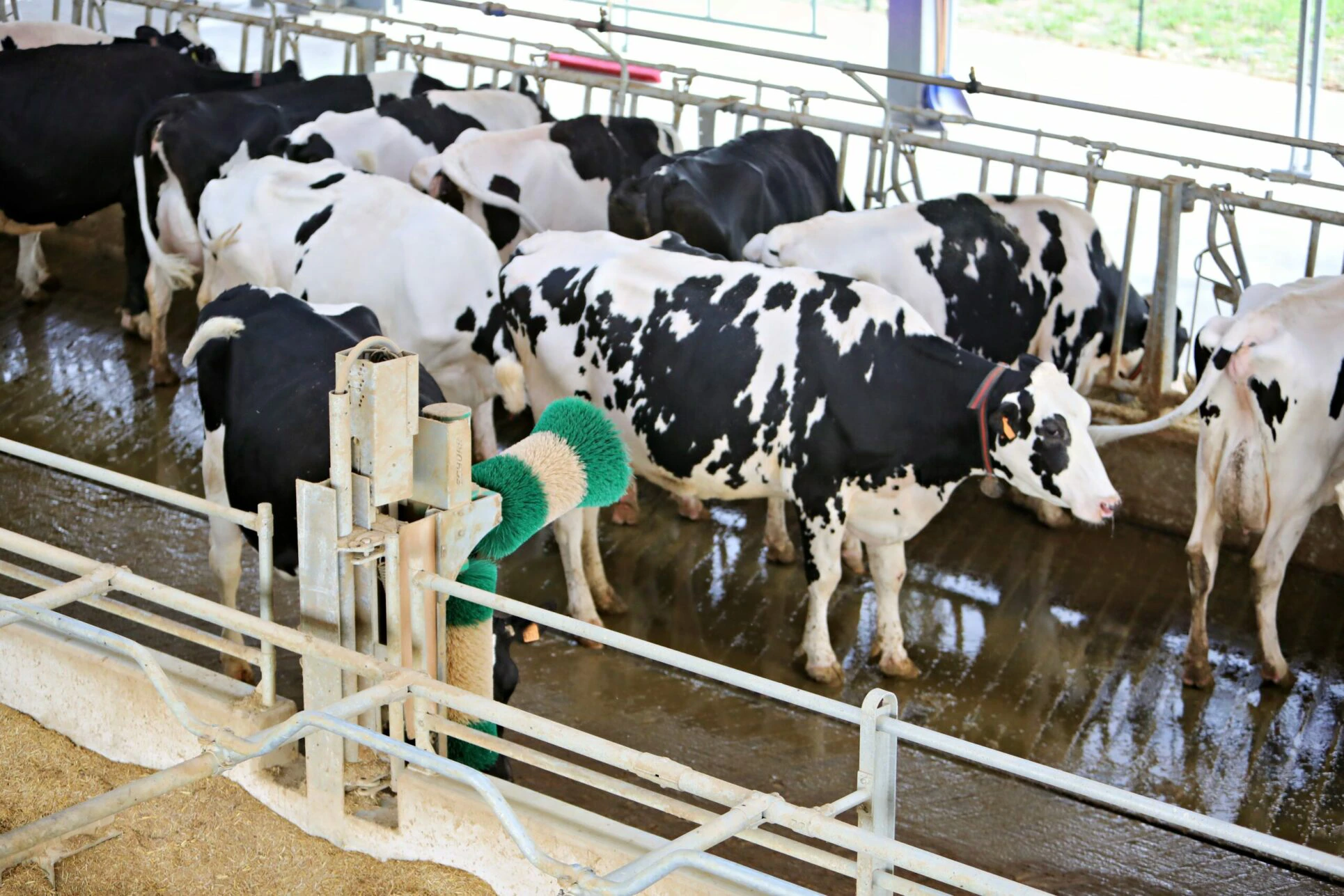 risaia-del-duca-finalita-di-beneficio-comune-impresa-zootecnica-sostenibilita-ambiente-emilia-romagna