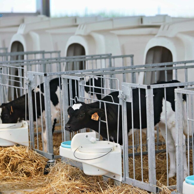 Il team di Risaia del Duca unisce passione e dedizione per un’agricoltura sostenibile e rispettosa dell’ambiente, promuovendo benessere animale ed economia circolare. stalla-risaia-del-duca-modena