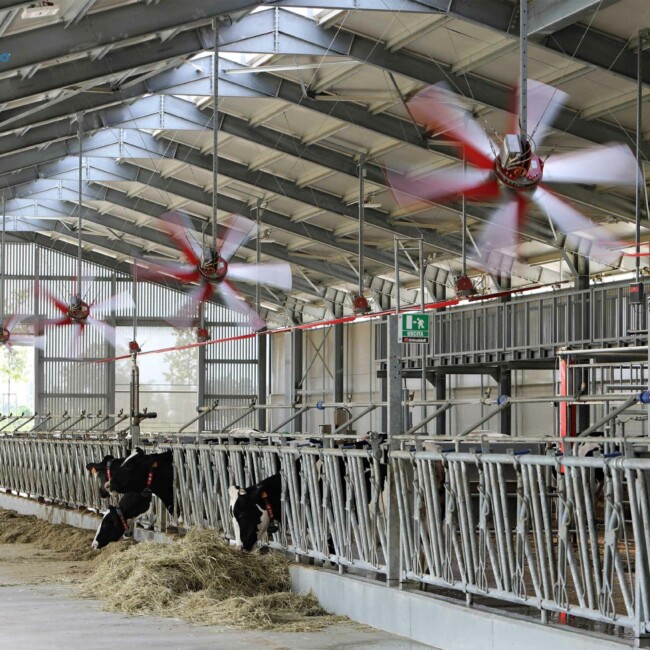 Il team di Risaia del Duca unisce passione e dedizione per un’agricoltura sostenibile e rispettosa dell’ambiente, promuovendo benessere animale ed economia circolare. stalla-risaia-del-duca-modena