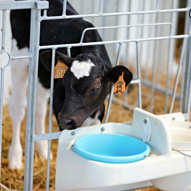 Il team di Risaia del Duca unisce passione e dedizione per un’agricoltura sostenibile e rispettosa dell’ambiente, promuovendo benessere animale ed economia circolare. stalla-risaia-del-duca-modena