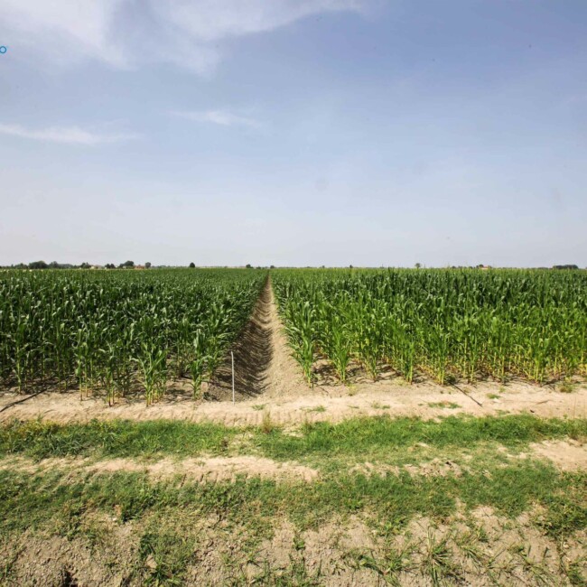 Il team di Risaia del Duca unisce passione e dedizione per un’agricoltura sostenibile e rispettosa dell’ambiente, promuovendo benessere animale ed economia circolare. terreni-risaia-del-duca-modena