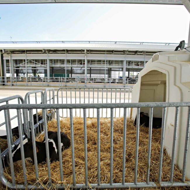 Il team di Risaia del Duca unisce passione e dedizione per un’agricoltura sostenibile e rispettosa dell’ambiente, promuovendo benessere animale ed economia circolare. stalla-risaia-del-duca-modena