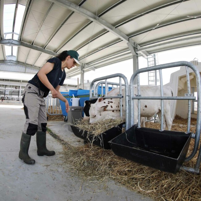 Il team di Risaia del Duca unisce passione e dedizione per un’agricoltura sostenibile e rispettosa dell’ambiente, promuovendo benessere animale ed economia circolare. stalla-risaia-del-duca-modena