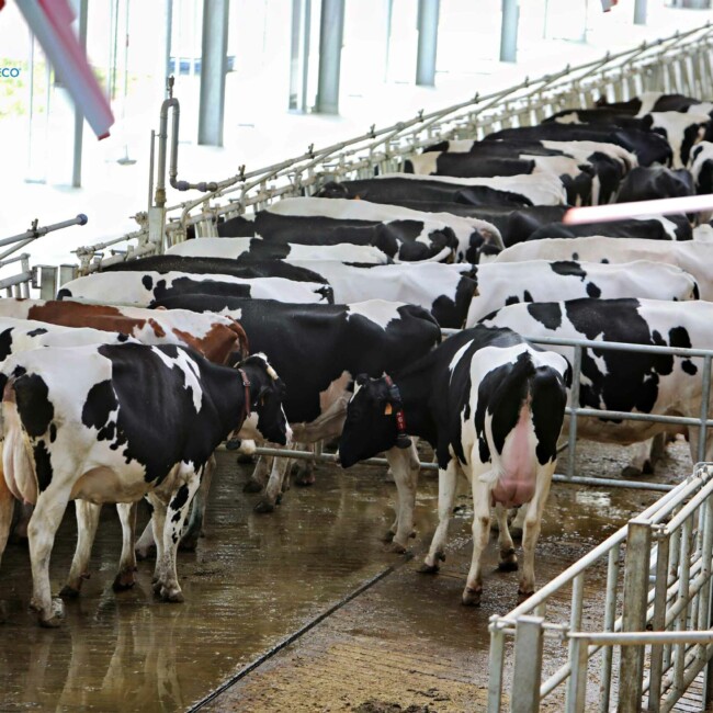Il team di Risaia del Duca unisce passione e dedizione per un’agricoltura sostenibile e rispettosa dell’ambiente, promuovendo benessere animale ed economia circolare. stalla-risaia-del-duca-modena