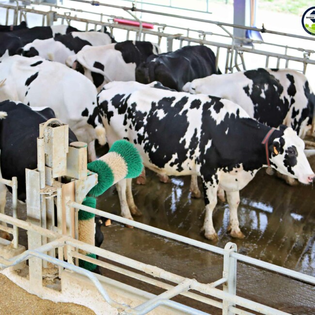 Il team di Risaia del Duca unisce passione e dedizione per un’agricoltura sostenibile e rispettosa dell’ambiente, promuovendo benessere animale ed economia circolare. stalla-risaia-del-duca-modena